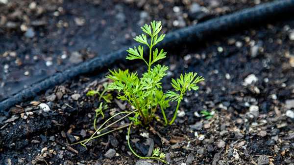 A young plant with delicate, feathery green leaves growing in dark, moist soil next to a black drip irrigation line.