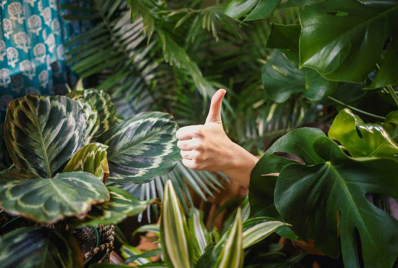 A hand giving a thumbs-up gesture emerges from a lush collection of indoor tropical plants, including Monstera deliciosa and patterned Calathea leaves.