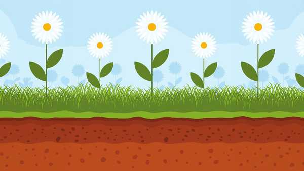 White daisies grow in green grass