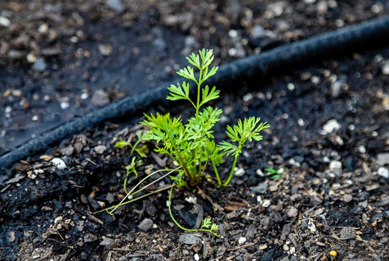 A young plant with delicate, feathery green leaves growing in dark, moist soil next to a black drip irrigation line.